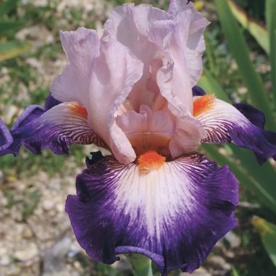 ROBE DU SOIR(Richard Cayeux, R. 2014)